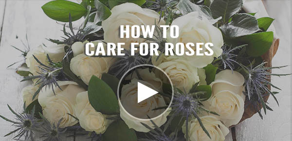How To Care For Roses