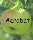 Acrobat Thumbnail