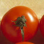 Tomato 2