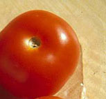 Tomato 3