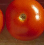 Tomato 5