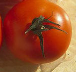Tomato 6